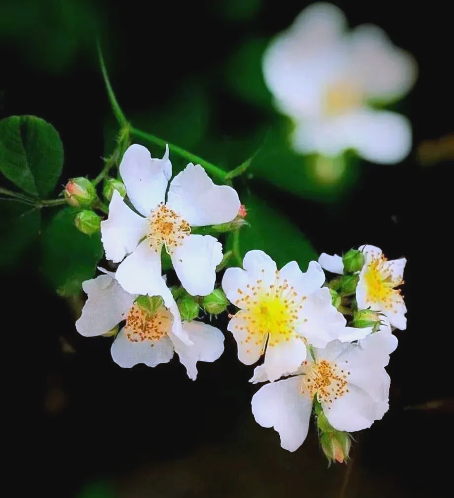 养荼蘼不翻车指南:从植物杀手到阳台花神的逆袭之路
