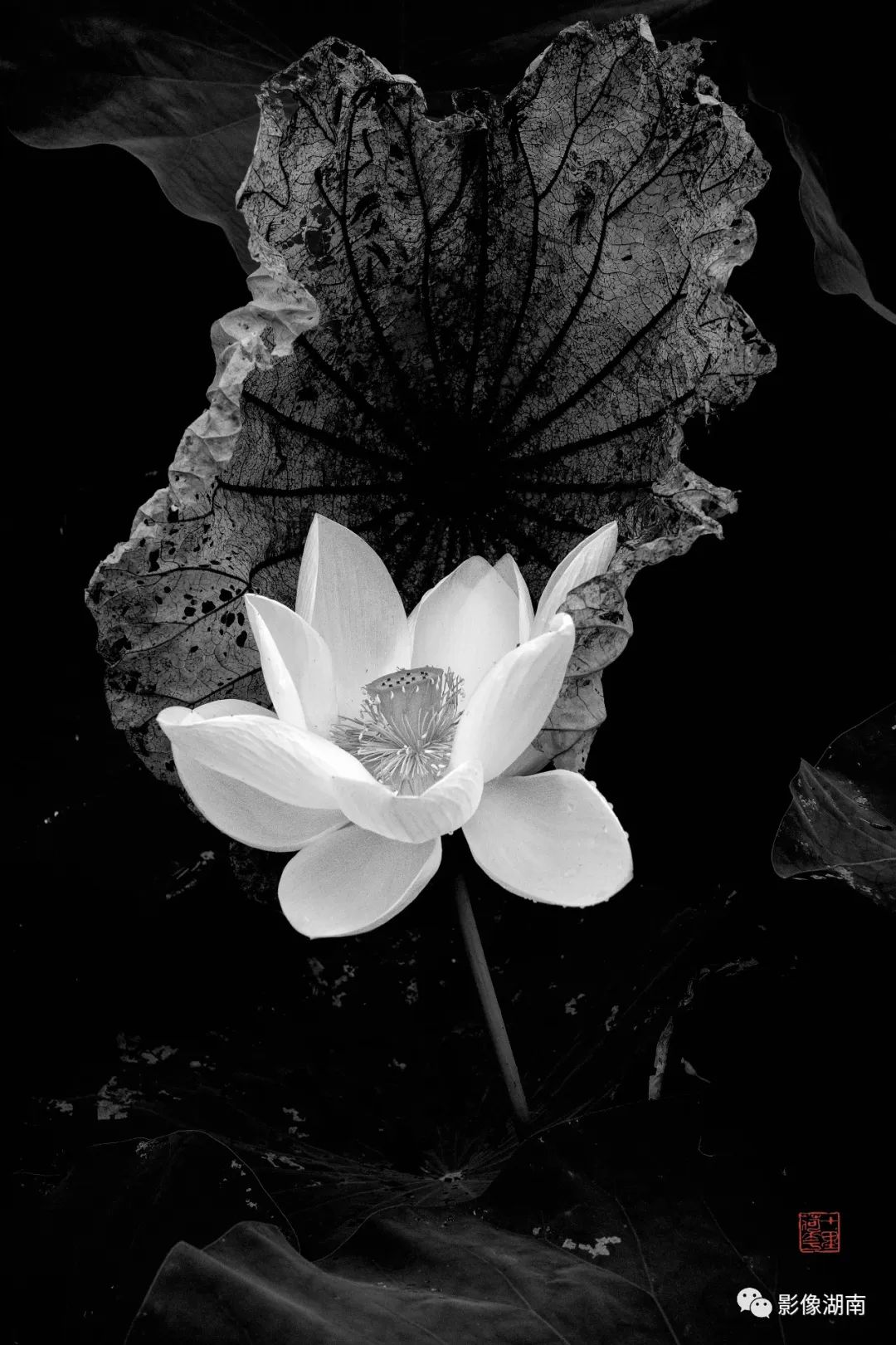 一组高对比黑白荷花图片:微妙的光影,优美的线条,充满质感