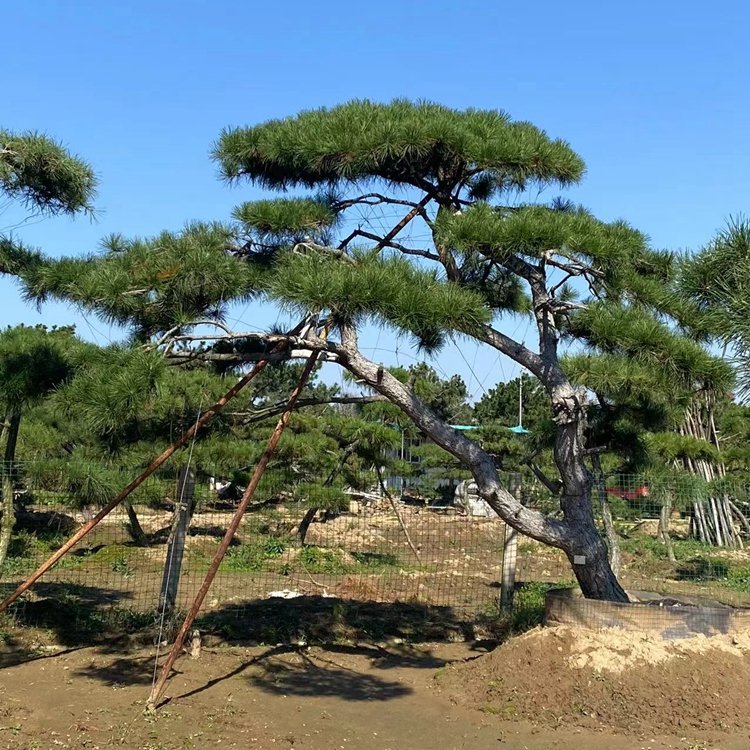 造型油松简介及养护