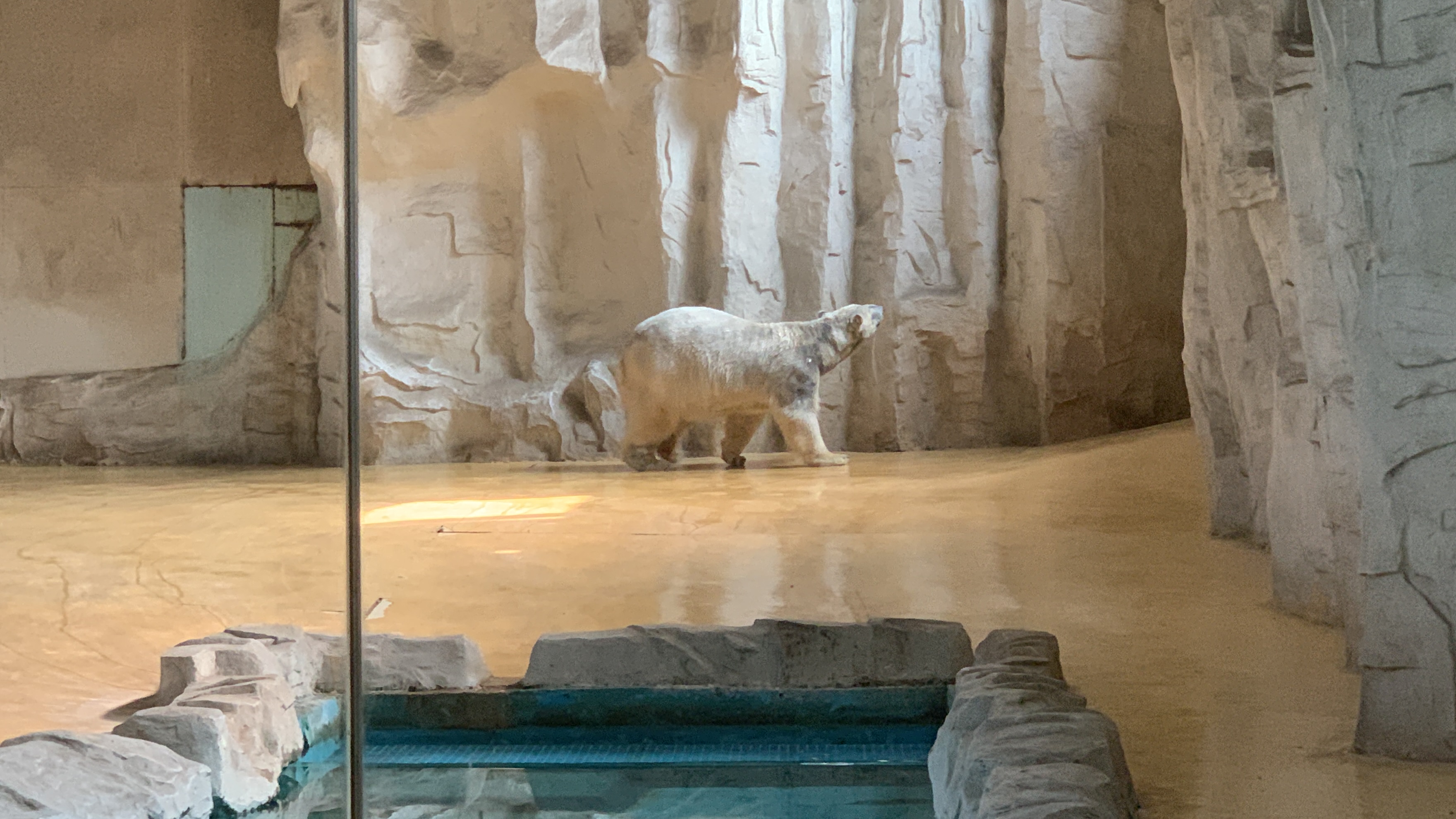 北极熊"美美"身体为何多处呈现黑色?北京动物园回应