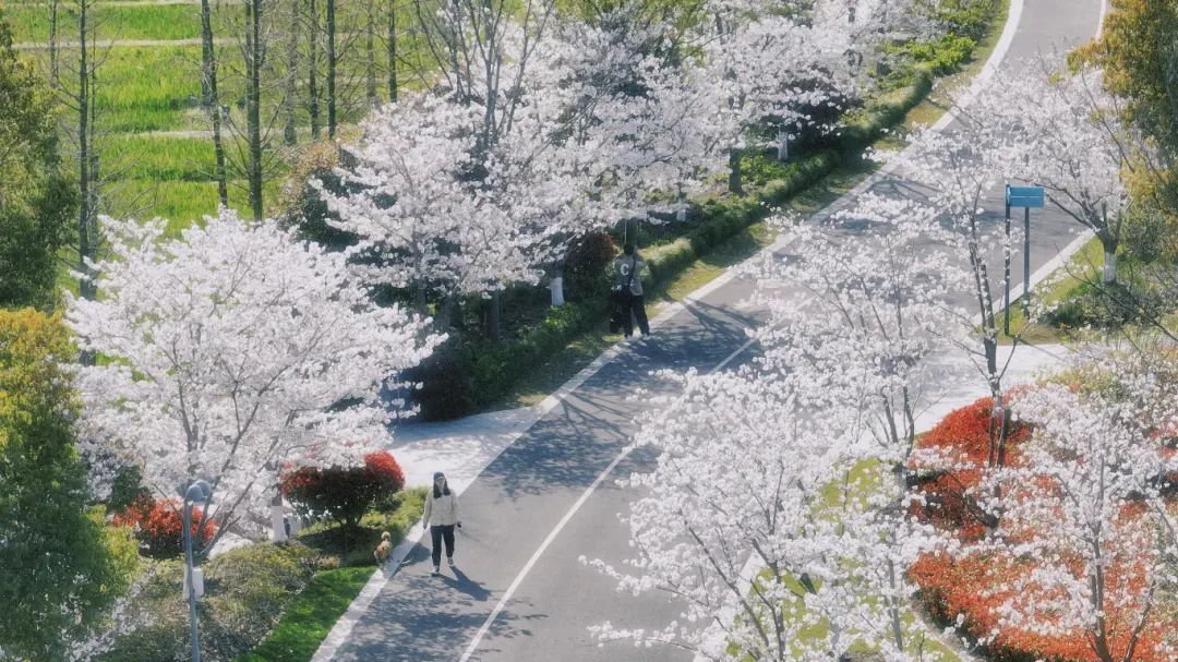 上海樱花什么时候结束