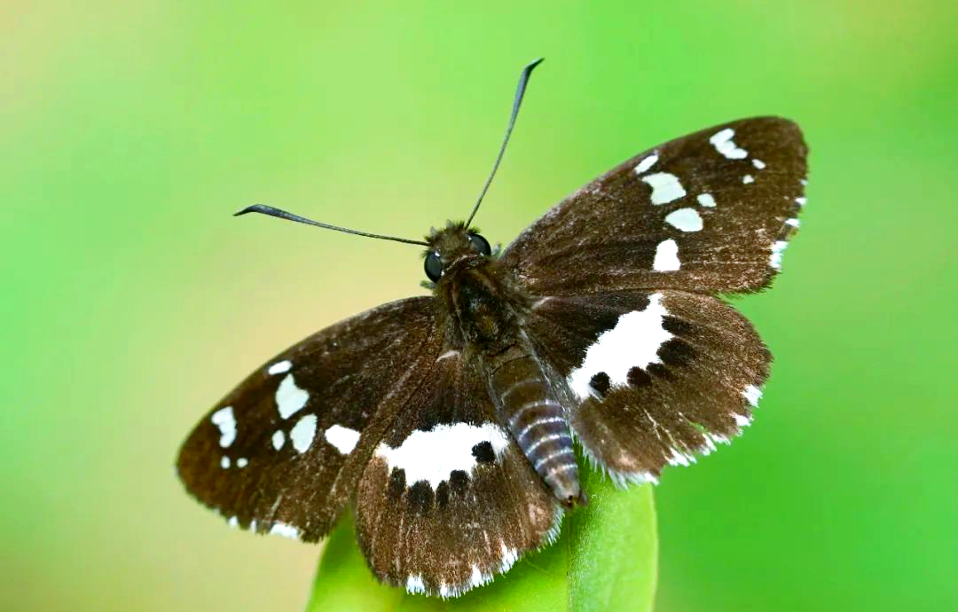 昆虫的多样触角类型