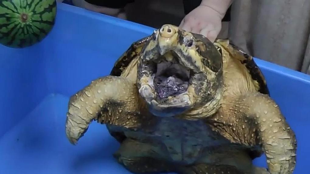 被乌龟咬到比想象更可怕,如果它越咬越紧,死不松口怎么办?