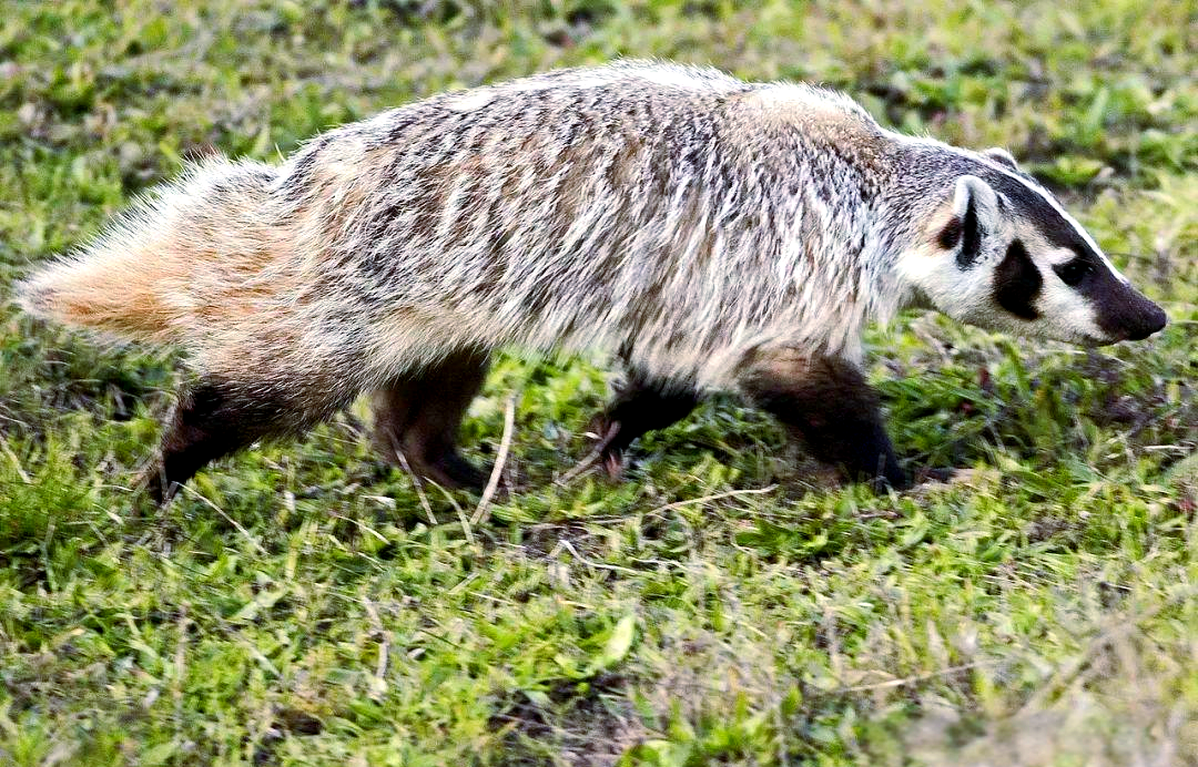 包含给獾超度的词条 包含给獾超度的词条