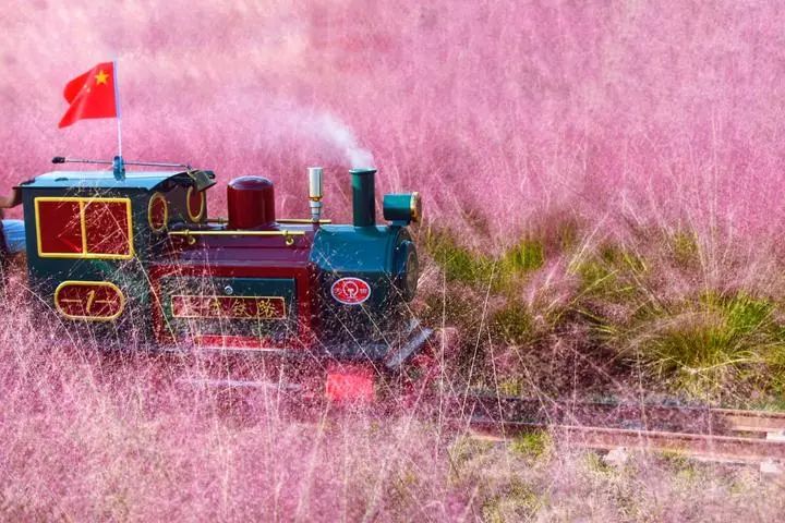 第二届粉黛露营节来啦!一起出发吧!