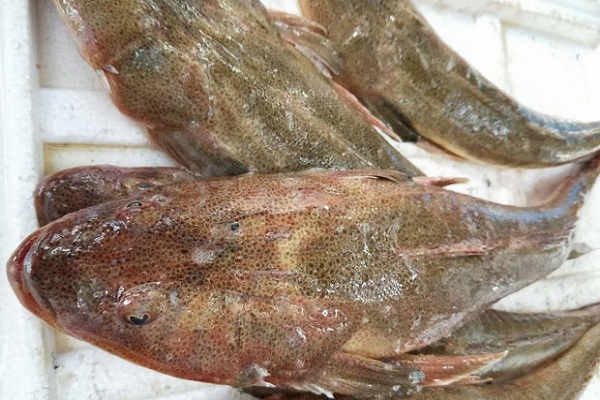 潮汕人超爱吃的这种鱼,在国内不值钱,一出口就变成了高档鱼类!