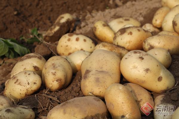 云南景东:冬种洋芋进入收获期