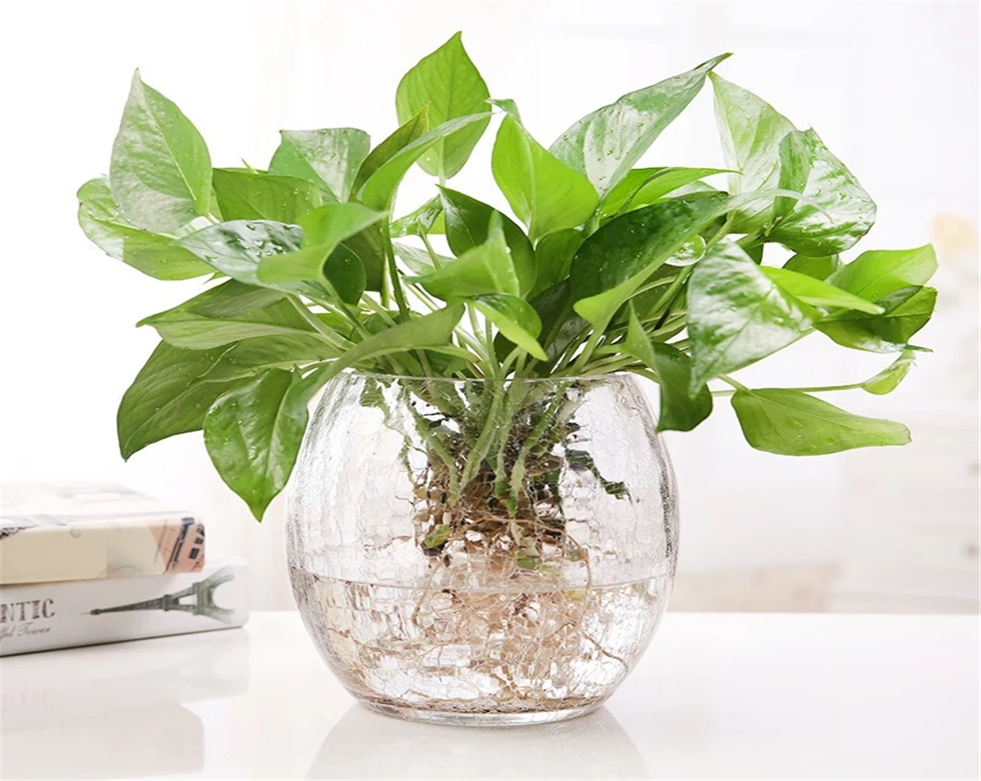 4种常见的盆栽绿植,丢水里叶片越来越绿,清新空气适合新手