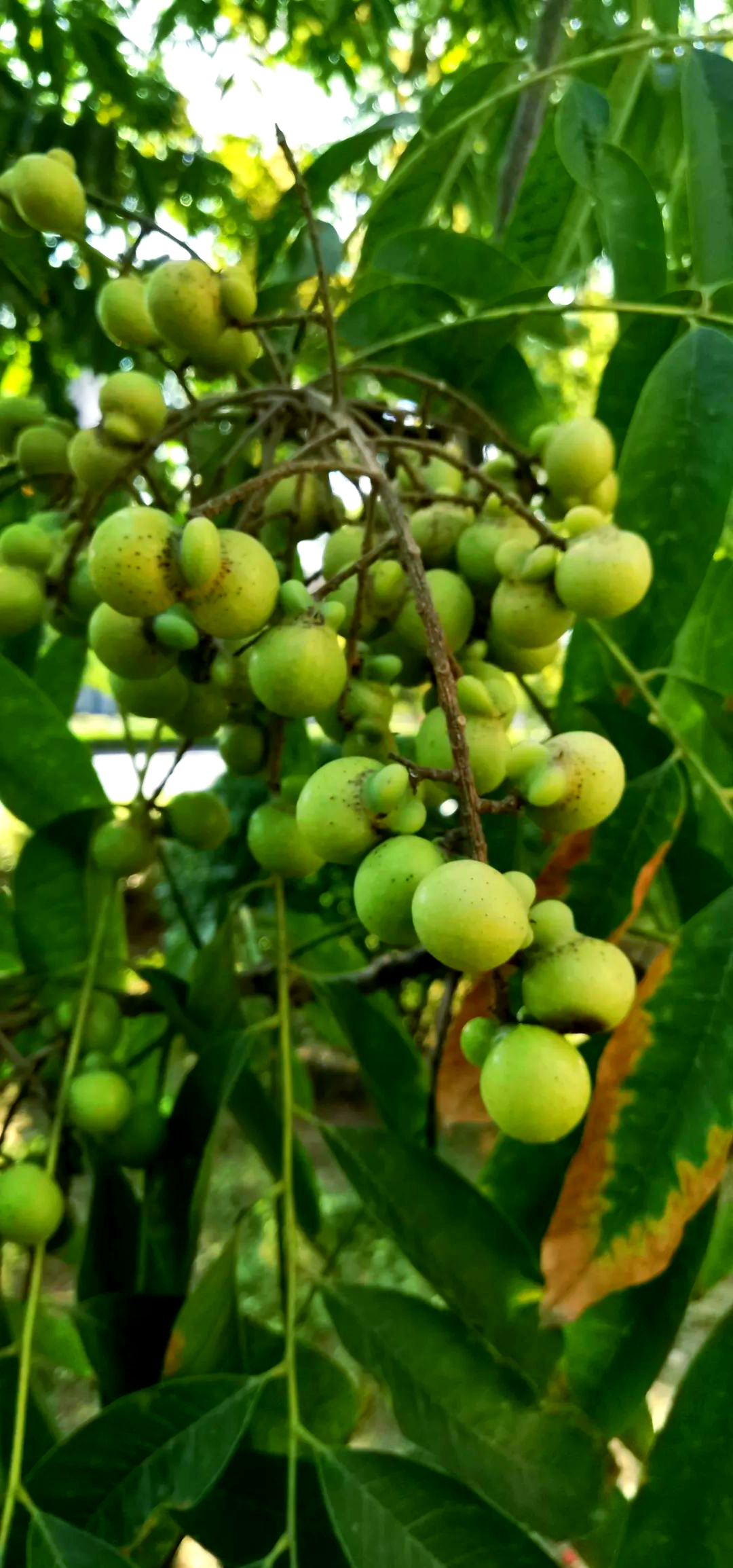 无患子:一种果实独特的江南树种