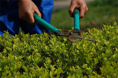 大庆考一个园林绿化工程师证如何报名有什么要求吗今年新政策