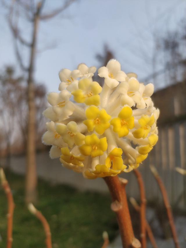 春天开黄花的木本植物图片