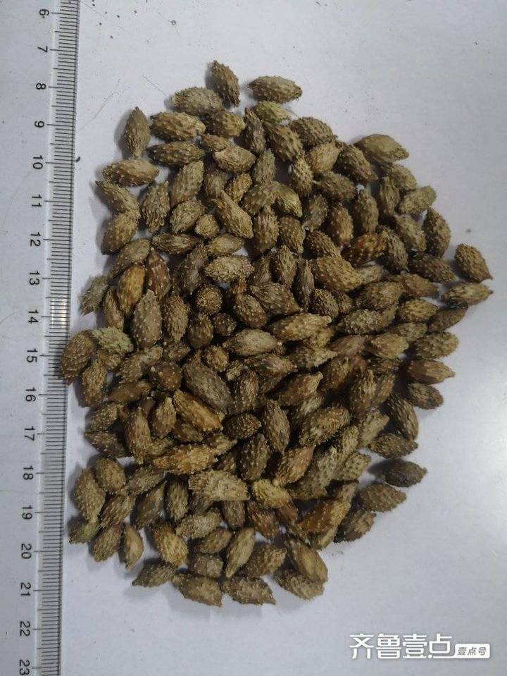 身边的中药|苍耳子