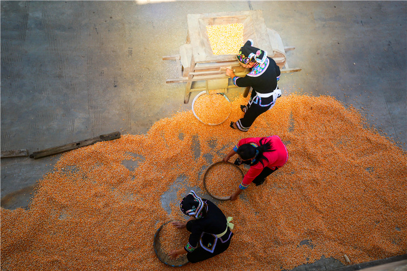 黔西市钟山镇猫山村玉米,辣椒,水稻等农作物迎来收获期,当地布依群众