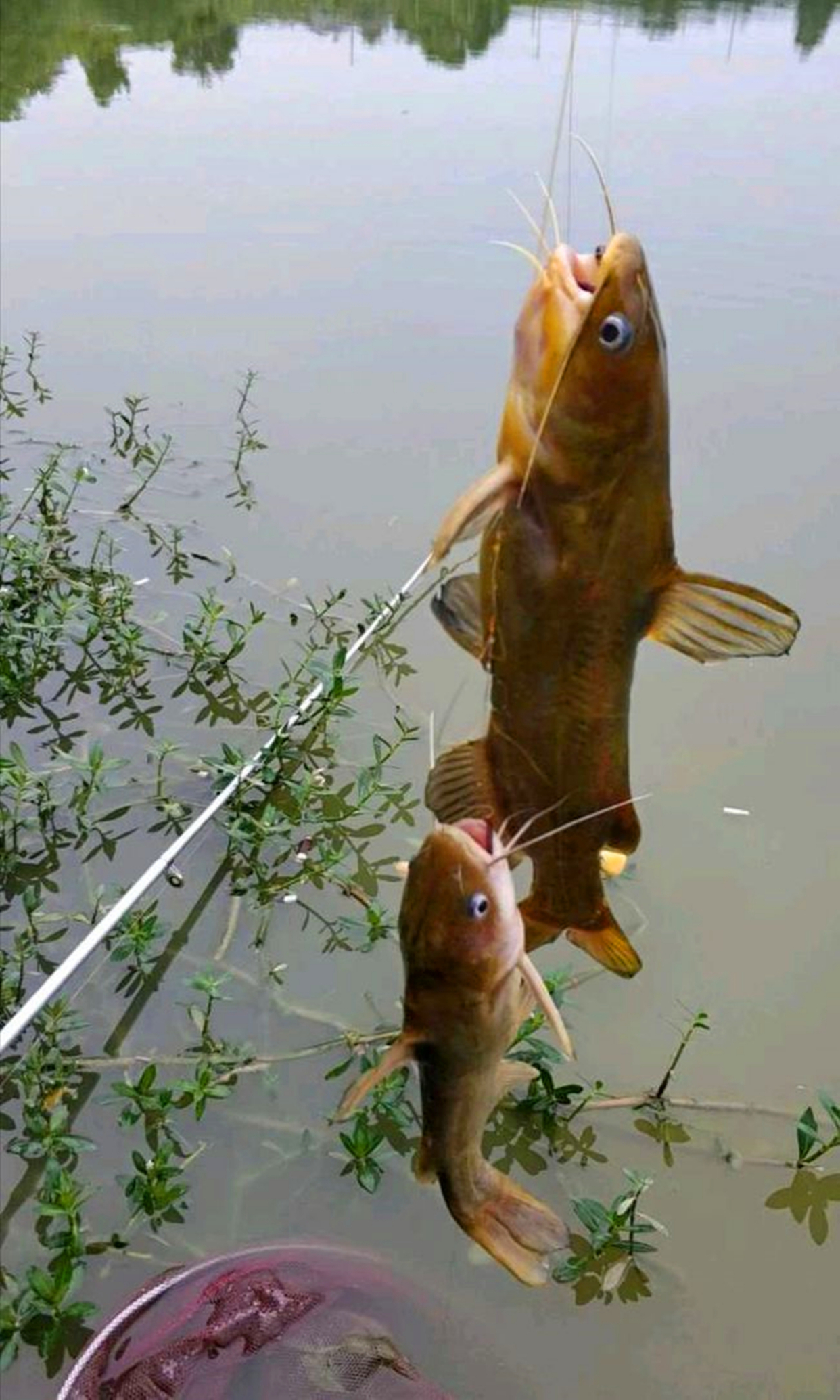 钓友6:用菜仔饼加螺蛳放臭打窝,用钓虾的月亮钩挂大蚯蚓或螺蛳肉,可以