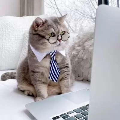 动物头像|很俏皮简单可爱的猫咪可爱头像 萌宠温柔的男女通用的猫咪