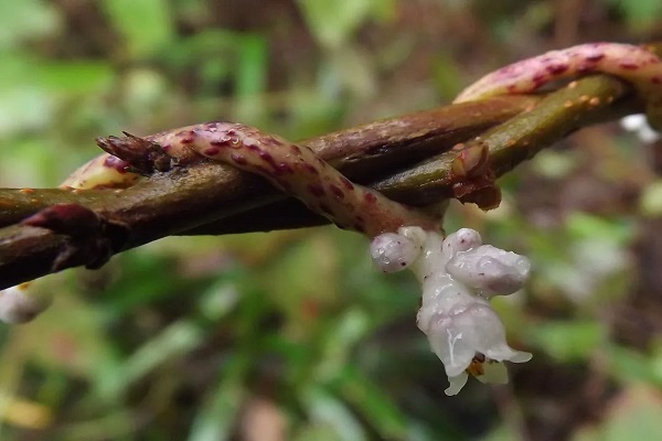 寄生根的植物有哪些