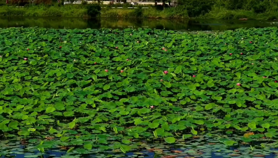 山西省临汾市汾河公园荷花竞相开放 吸引众多游客观赏打卡