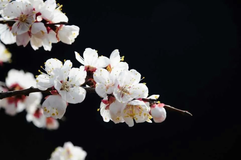 约起来!4月16日至20日,呼和浩特乌素图杏花节即将举办!