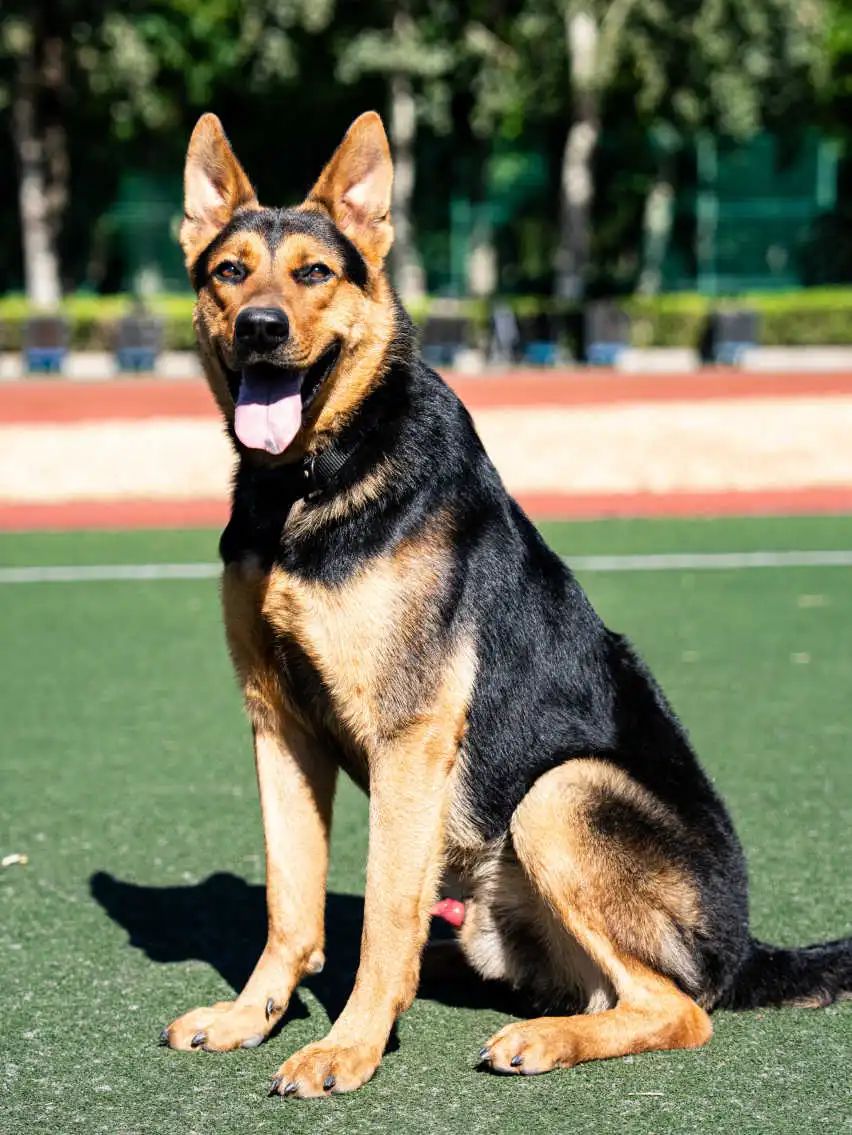 「警犬出击」中国警犬大揭秘
