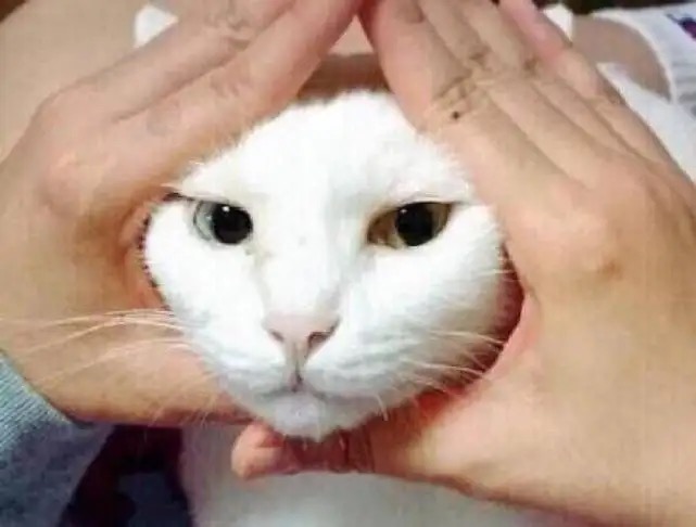 为什么铲屎官"摸猫头"时,猫咪会立马安静下来?