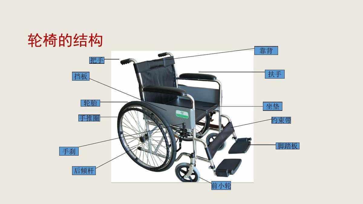 二椅子器官构造图片