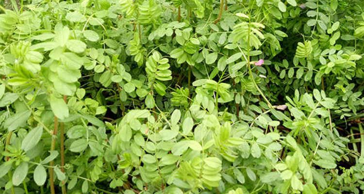 兔草是什么样子的