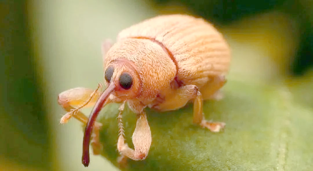 揭秘象鼻虫:长鼻子真的鼻子吗?