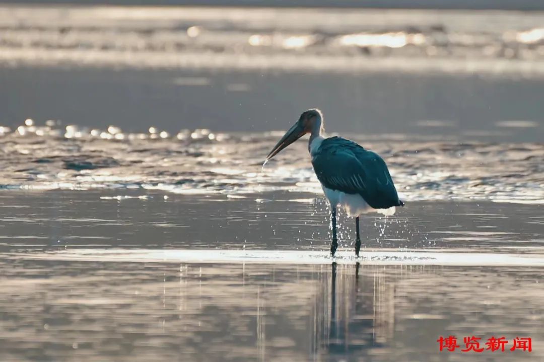 濒临绝迹物种——秃鹳现身淄博