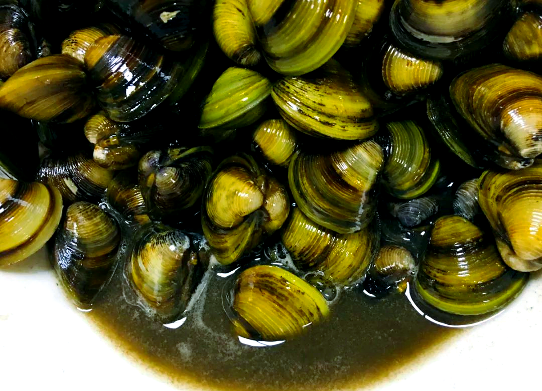 黄沙蚬:鲜美无比,肉质肥厚,一口一个,令人回味无穷