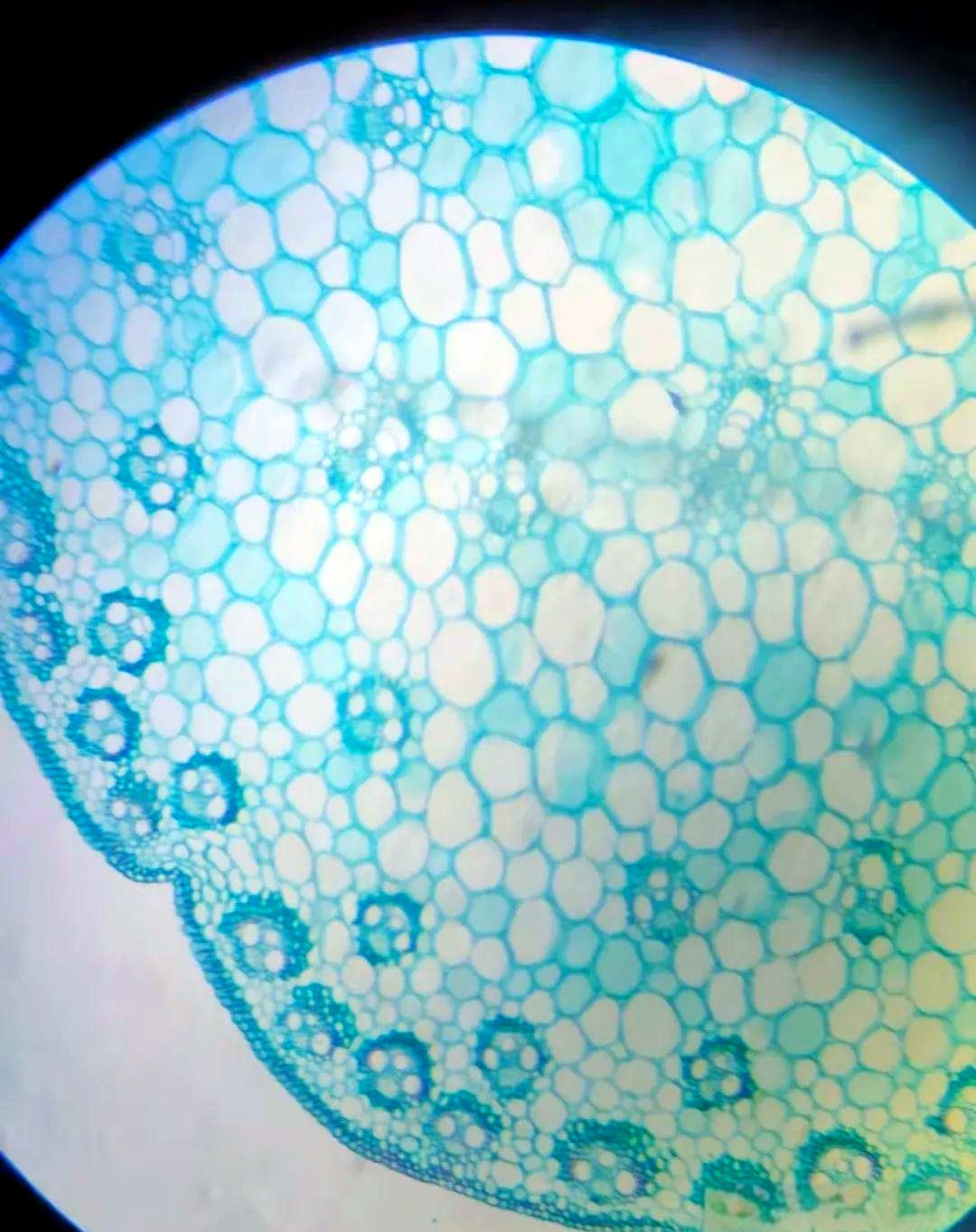 种子萌发过程与初生结构观察