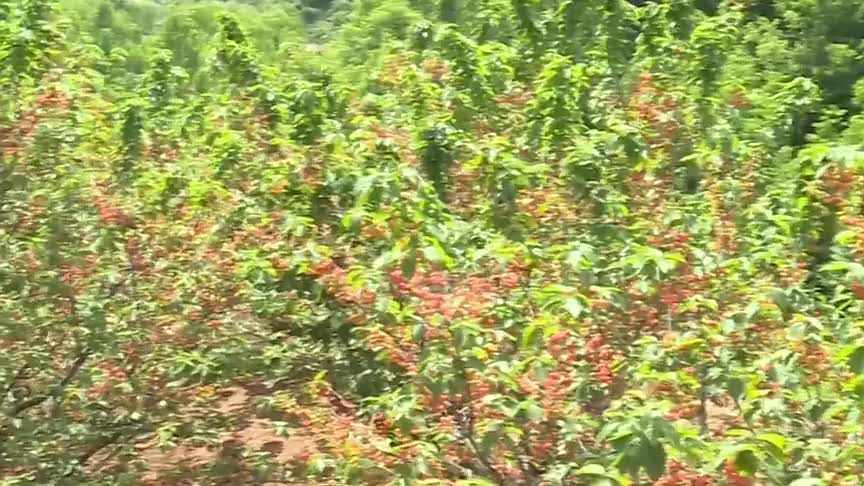 济南市章丘区普集街道:"小樱桃"撬动乡村振兴"大产业"