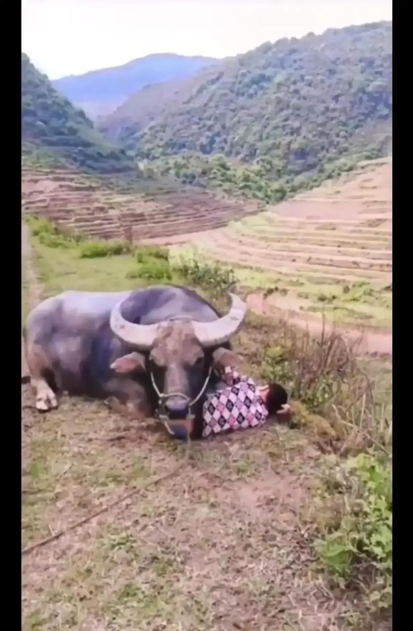 近日,广西一男孩去放牛自己却睡着了,接下来一幕真是让人感动.