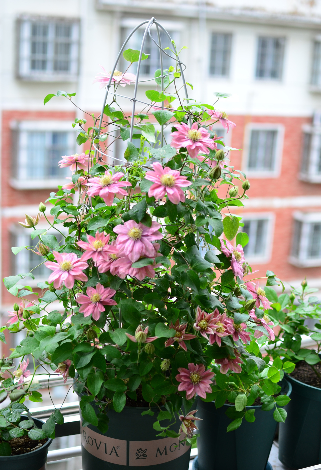 适合阳台党养的铁线莲,花色温柔美丽,多季节开花,养护也不难