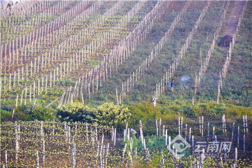 云南弥勒:万亩葡萄园里春耕忙(组图)