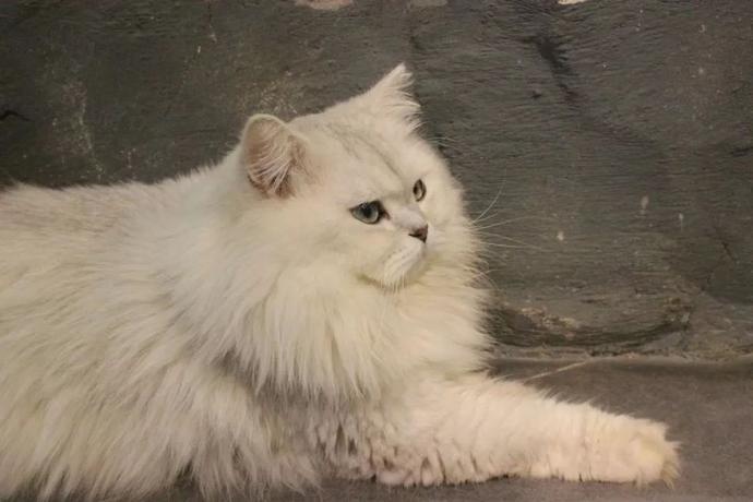 未来动物城单人票39块9!1大1小套票59块9!赶紧抢