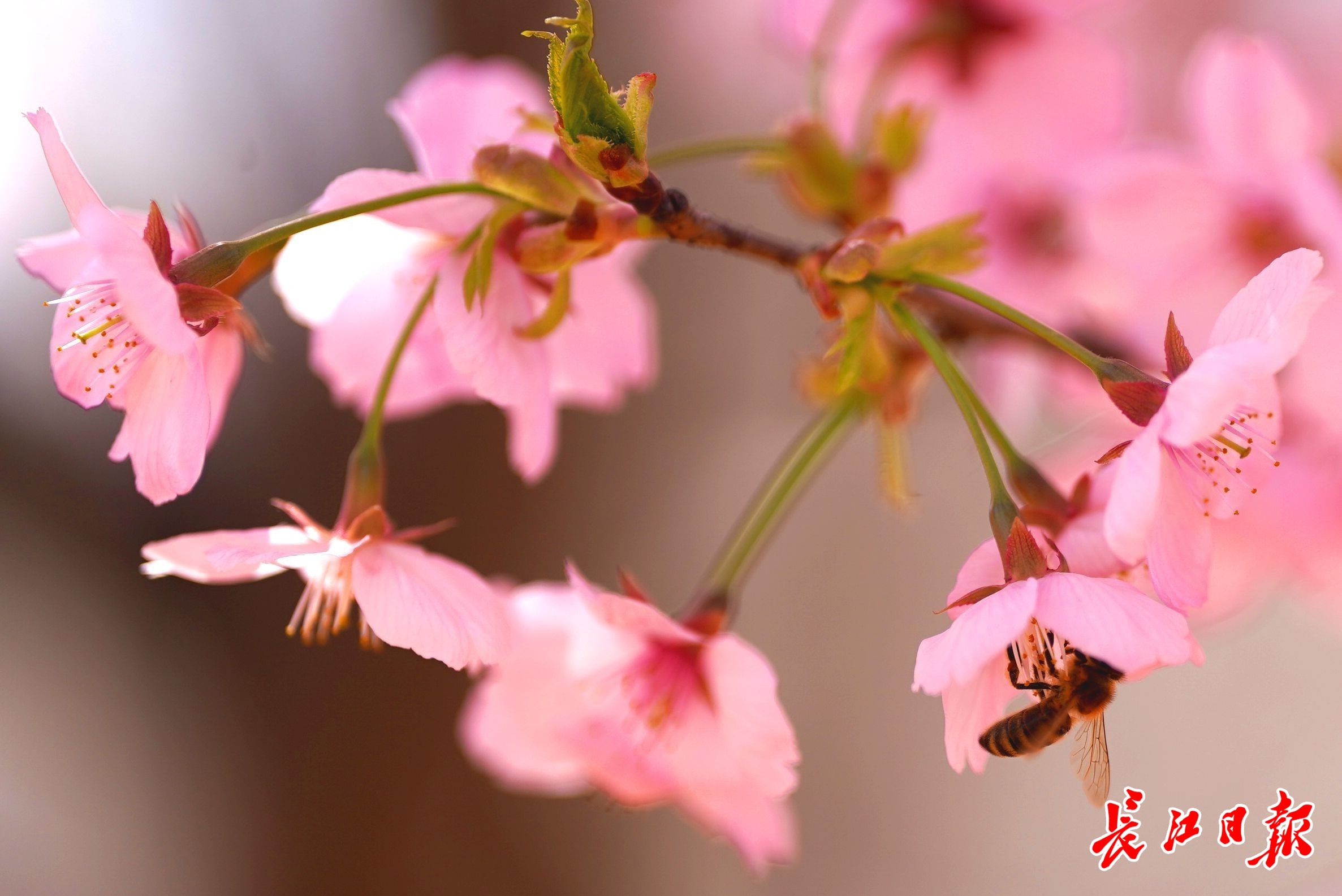 粉色"霸屏"!一波美图带你欣赏阳光樱