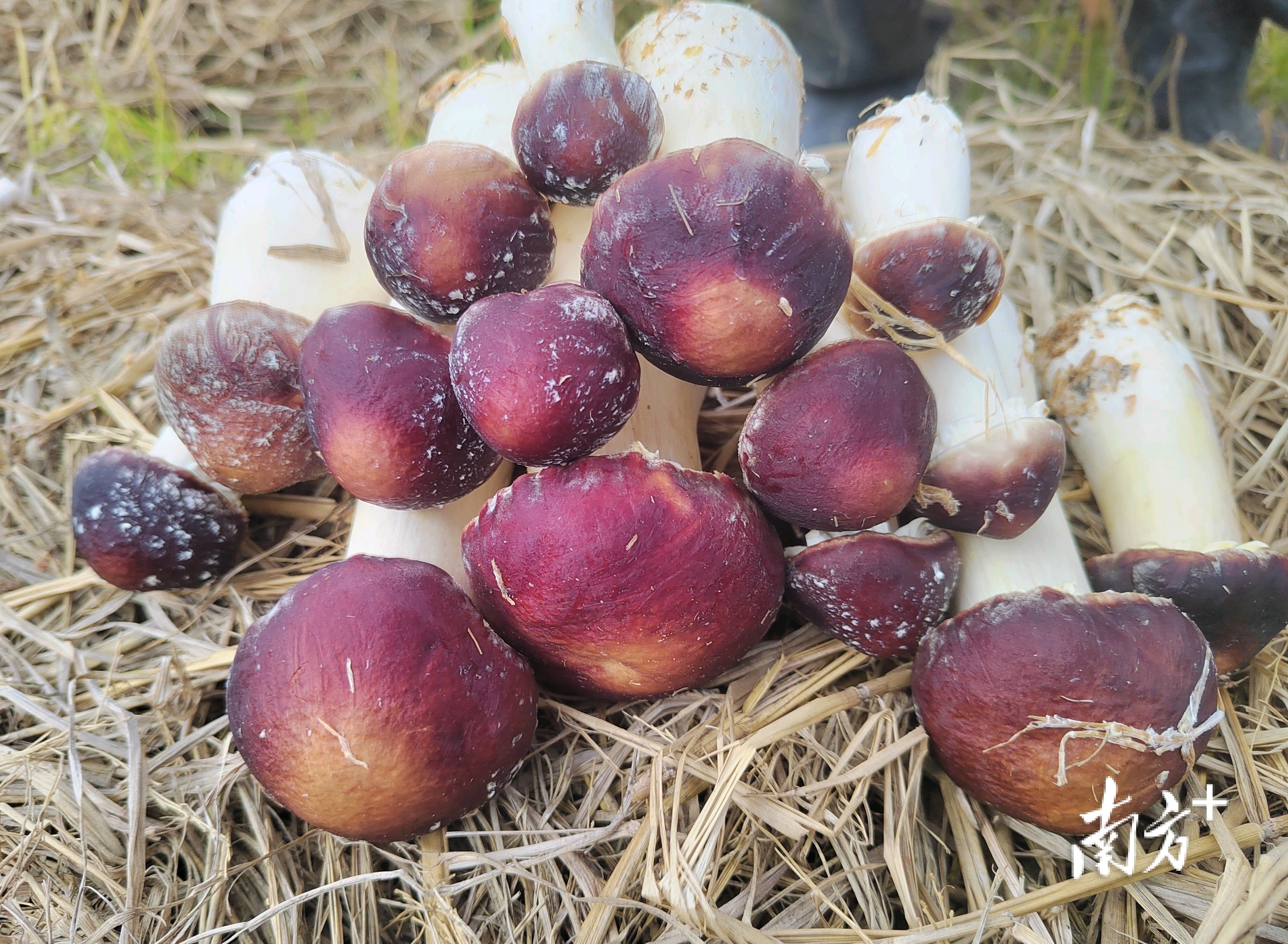 那霍镇红松茸特色产业成效显现,"小红伞"撑起村民致富伞