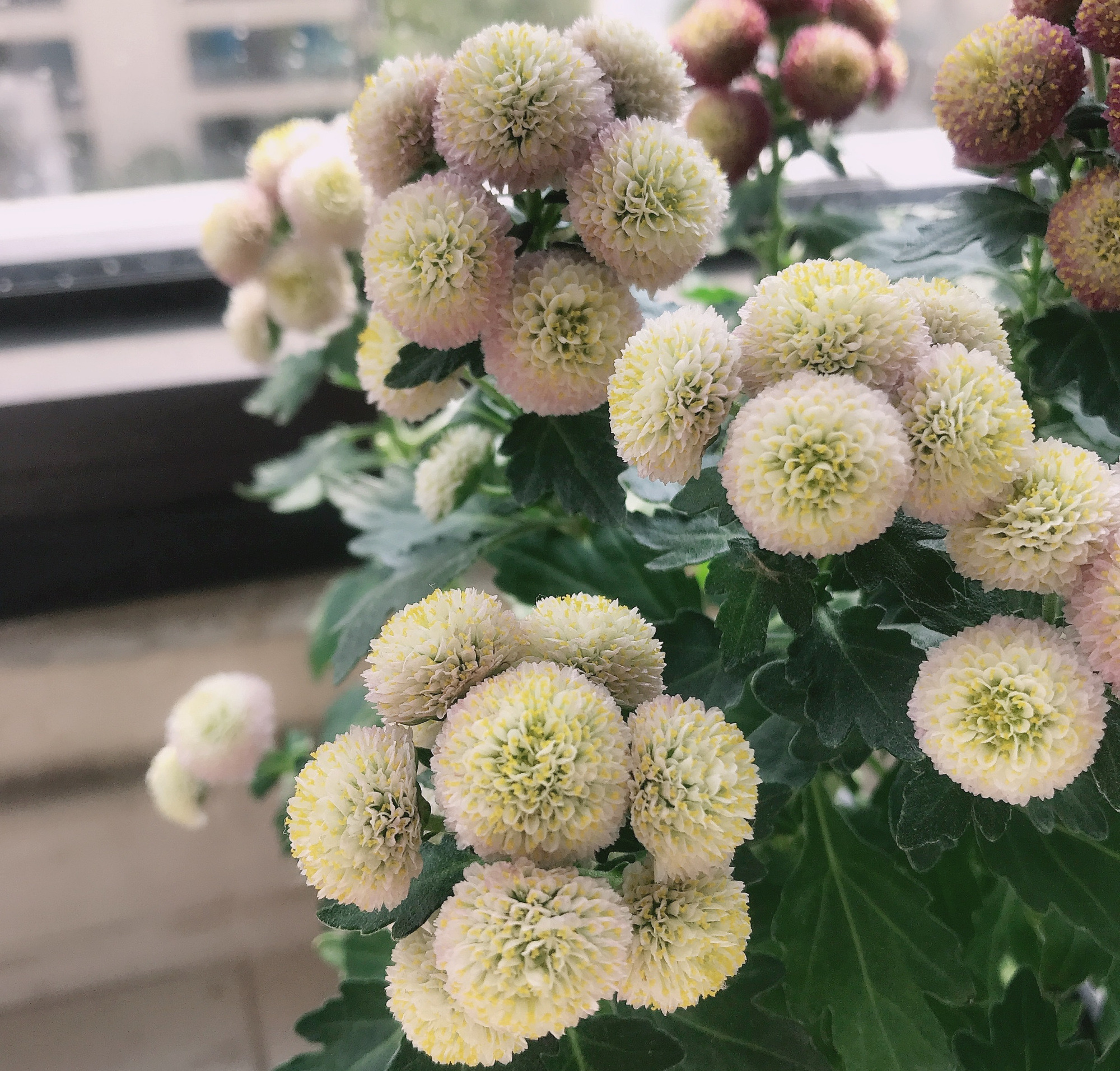 立秋过后,适合养"纽扣菊",打理简单,花朵又萌又美,花期也长