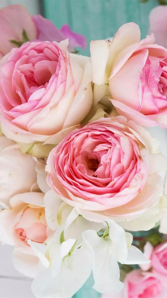 花卉高清壁纸|赠人玫瑰,手留余香