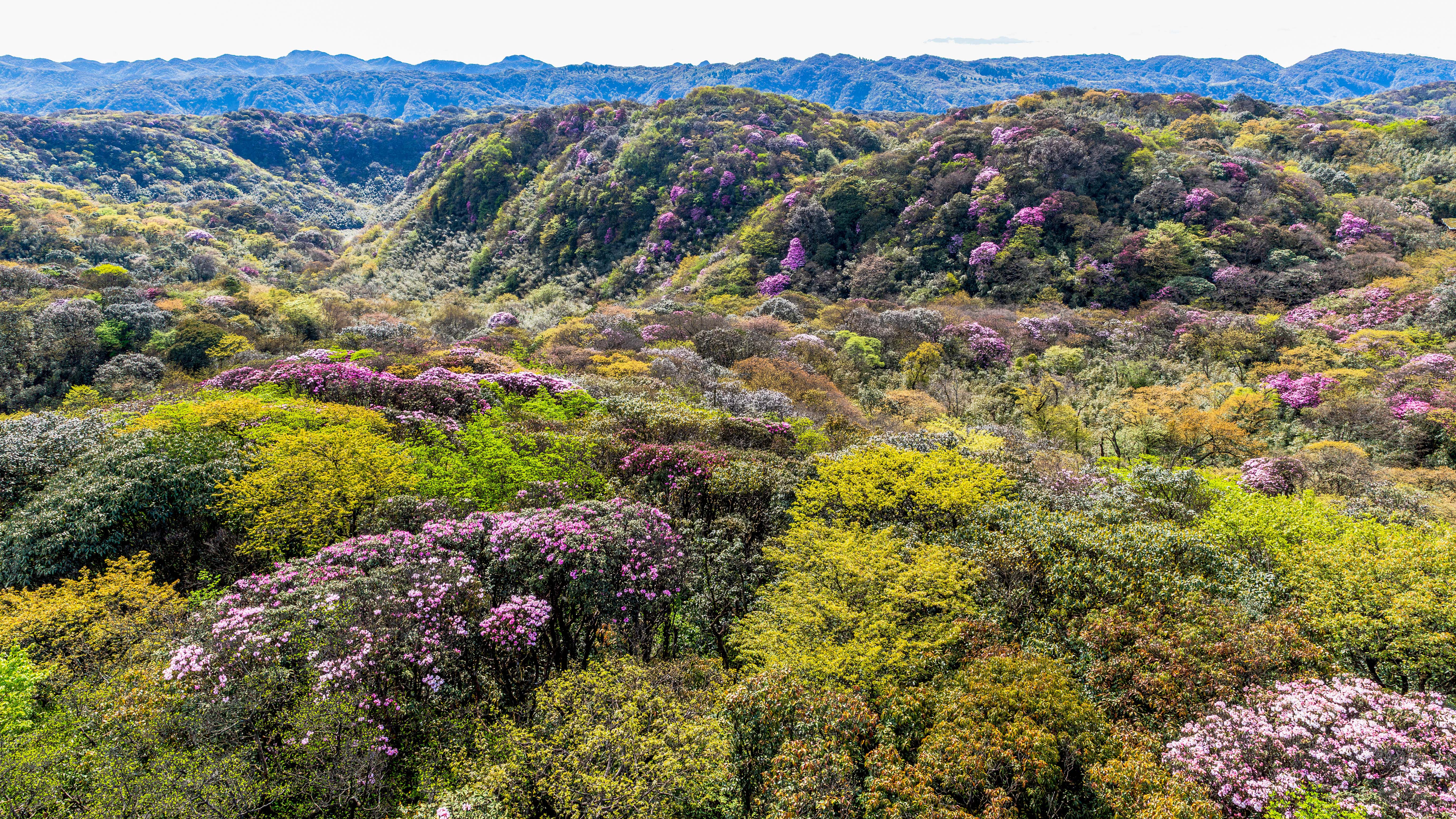 重庆南川 金佛山杜鹃花绽放迎客