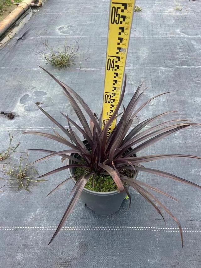 紫叶文殊兰小苗养护方法