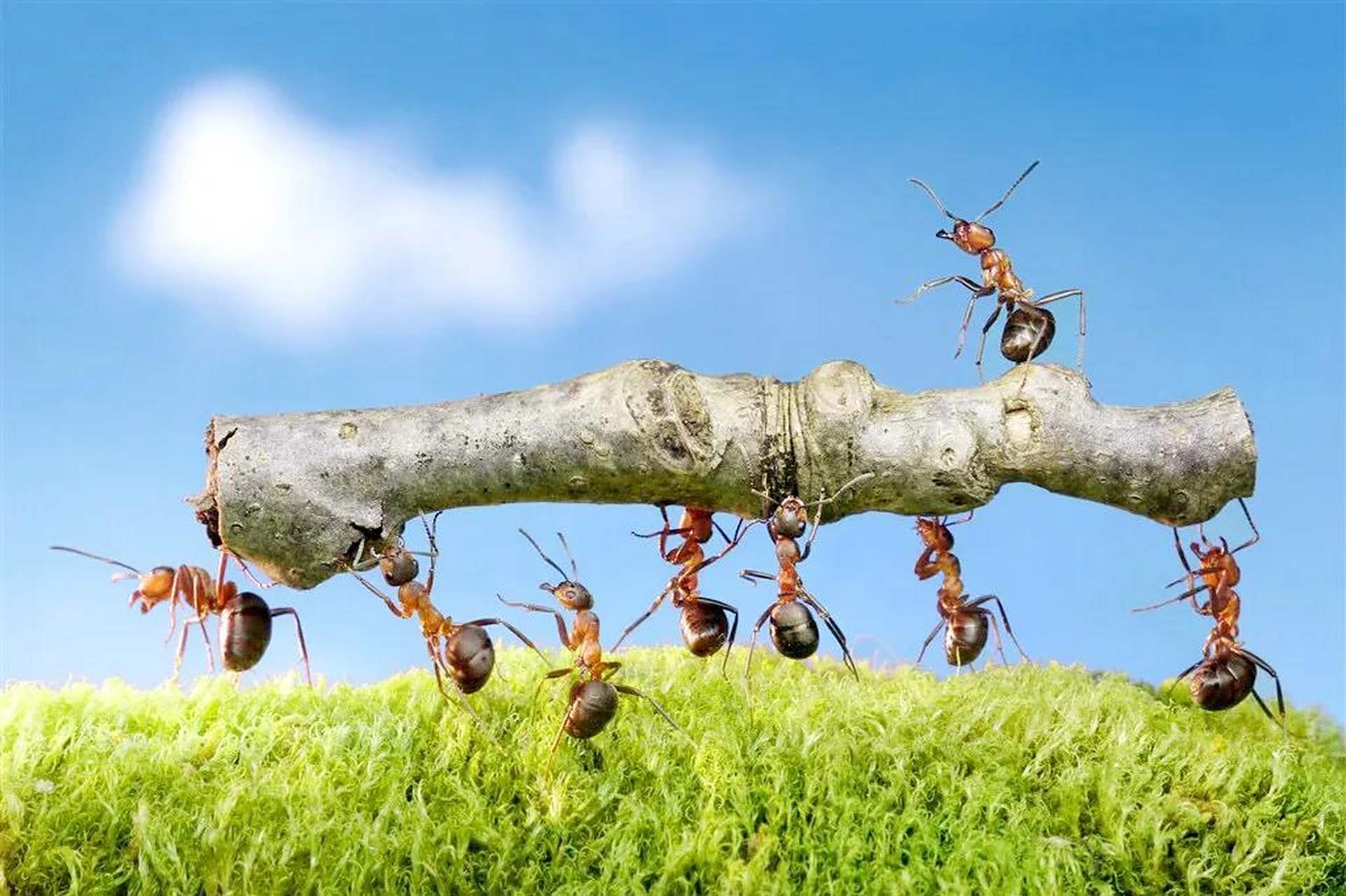 下雨时蚂蚁为什么搬家