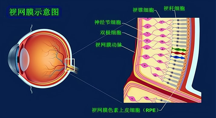 假如人类真的是出自某种设计,那这位"设计师"可能不太高明