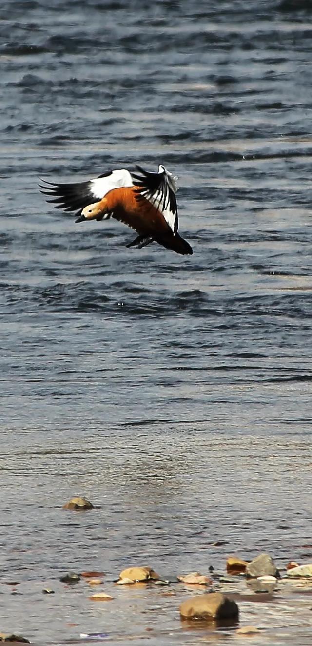翻羽浅翔低廻舞 春江水暖鸭先知