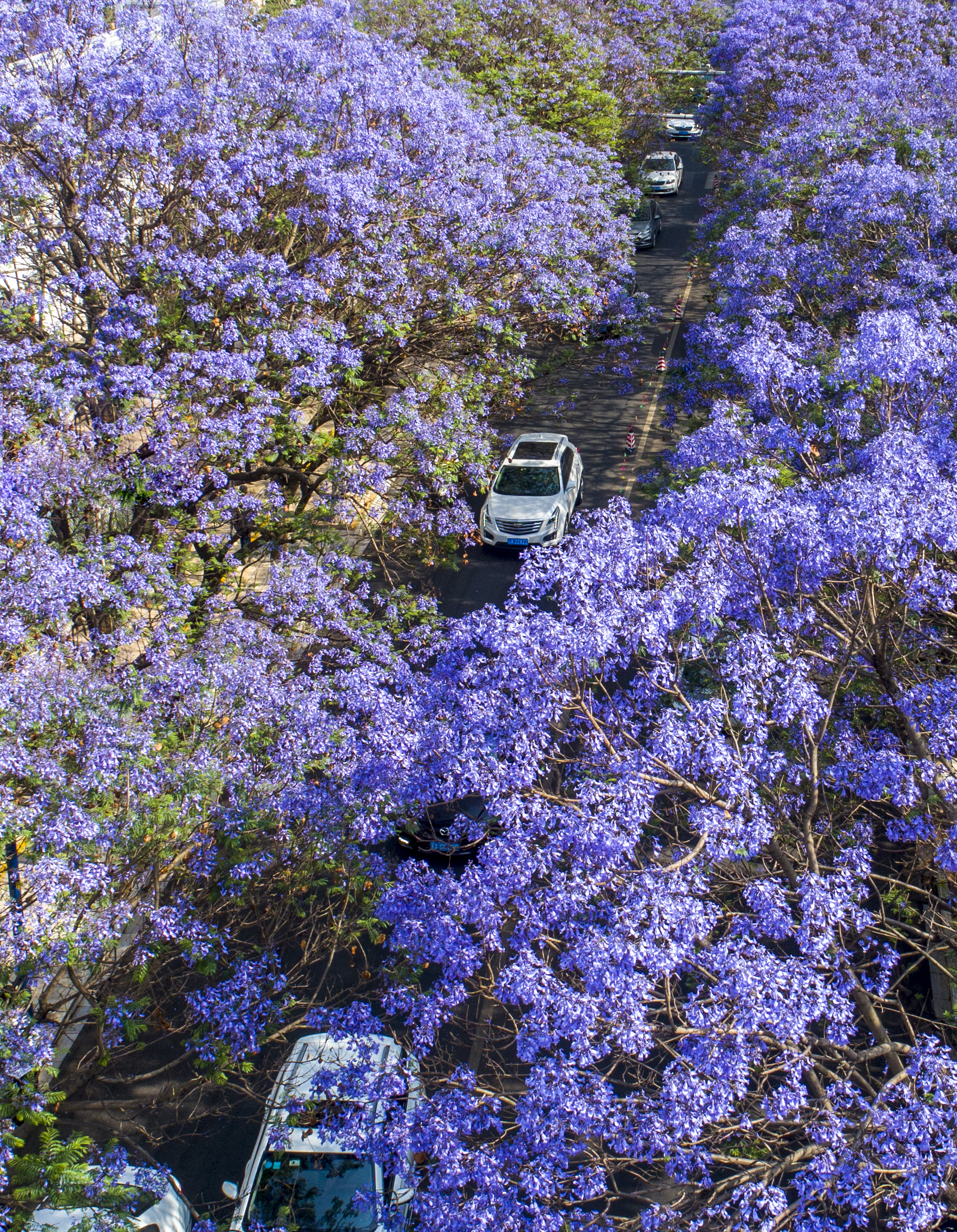 (新华全媒 )蓝花楹绽放:春城昆明的花式浪漫(2)