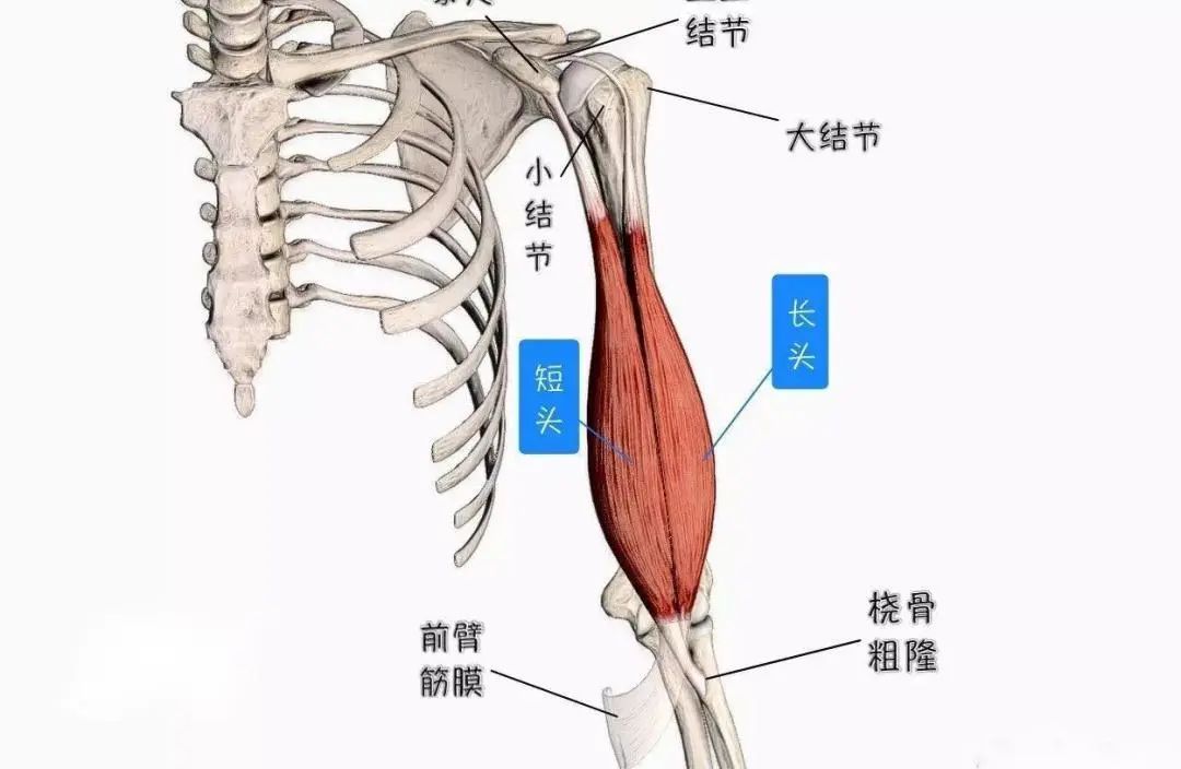 为什么受伤的总是我-来自肱二头肌的自白