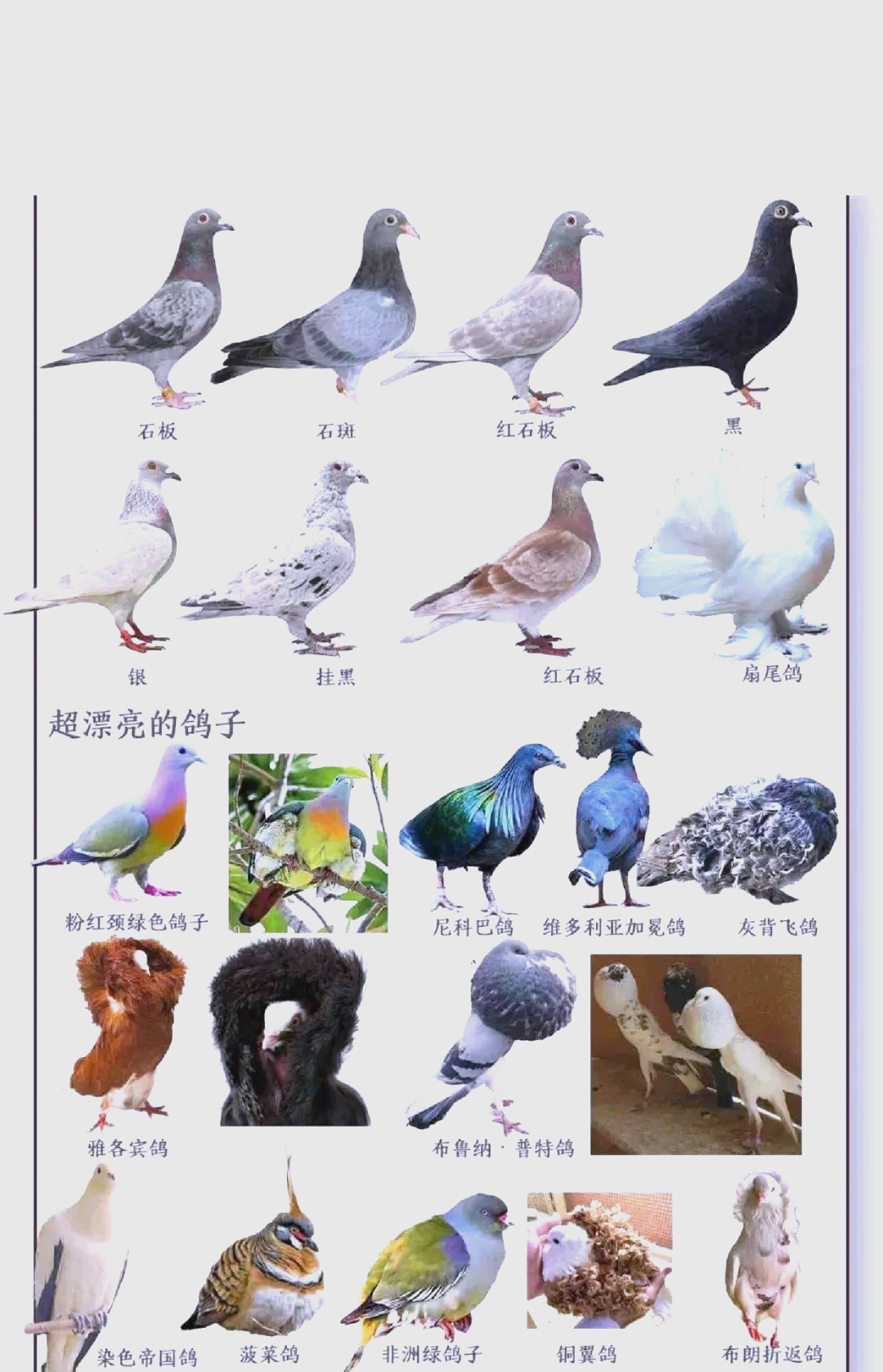 探索多样鸽子品种,你钟爱哪一款?