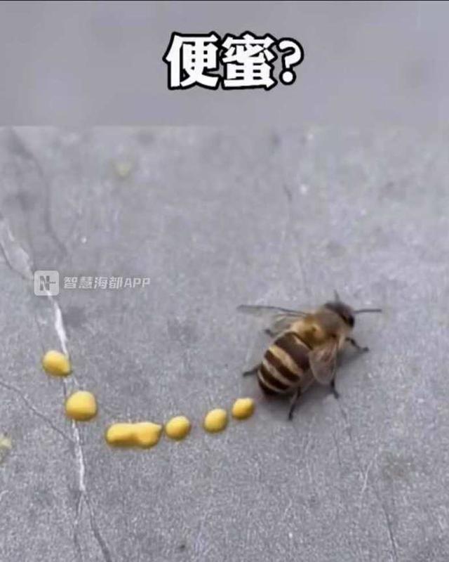 蜜蜂拉屎图片