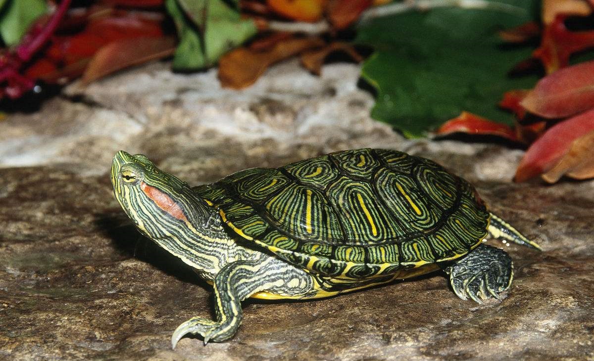 乌龟头上有两条红色的是什么品种?