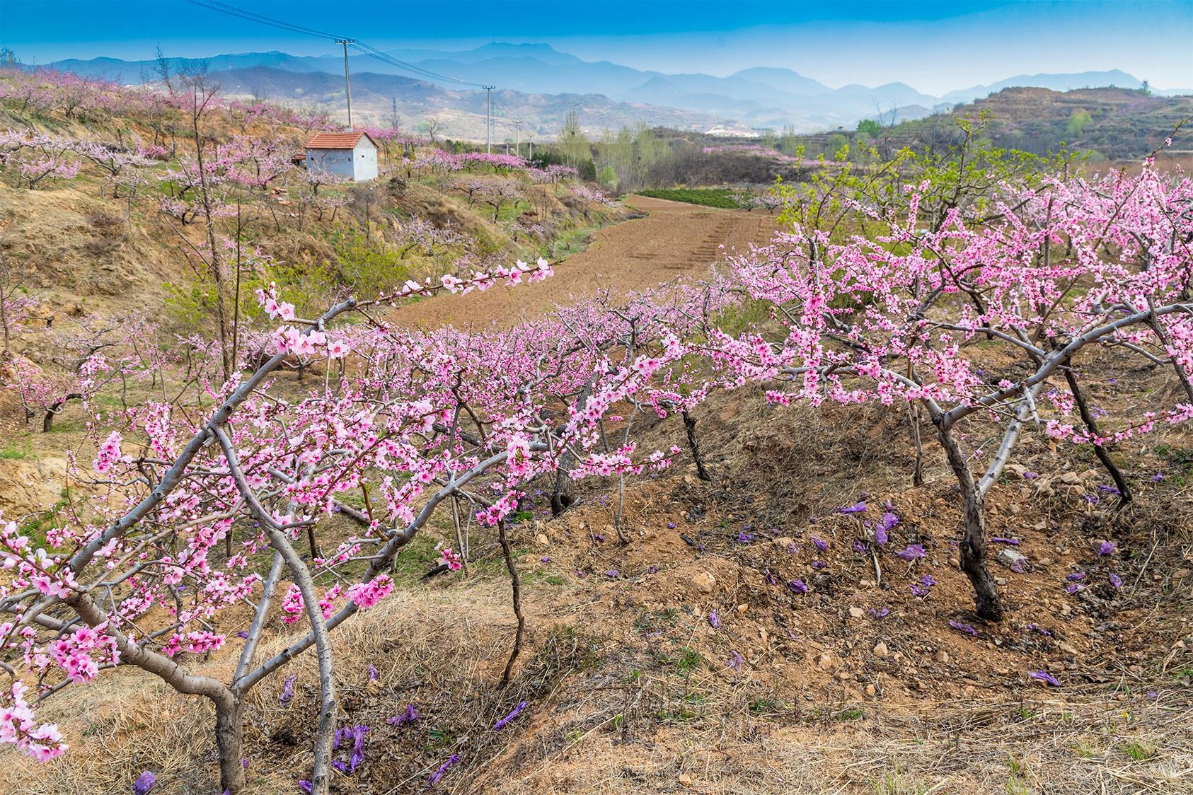 山东好景|博山桃花岭上桃花艳